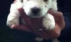 Purebred Bichon Frise pups 2 boys to pick from. Bichons are hypoallerganic and nonsheading. My pups are home raised and mom and dad are here to see as well, e-mail me or stop over Im the red brick house next door to 1665 london line JHONS RESTAURANT is