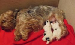 Our female yorkie (she carries the biewer gene) and our male biewer are the proud parents of two male biewer pups...they will be ready to go just after  xmas..  Will be posting pic's soon.. Dew claws done, and vet checked.  They will have their first