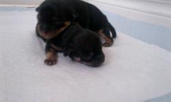 2 beautiful black and tan short haired female teacup chihuahua pups . Born on October 16,2011 Ready to go by Dec 11 First born weight is 5 ounces and second born at 4 ounces . Full grown weight expectancy for first born is 5lbs and second born is at 4lbs
