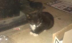 I have two black and white male kittens, 9 weeks old, litter trained and eating solid kitten food. Both friendly playful little kitties, white boots and tummys, one has a white patch on his chin the other a little white line between his ears. Good with