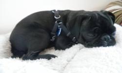 black female pug, not spayed, currently in heat, never had puppies, i do not have the time she needs and she loves company also she loves children...