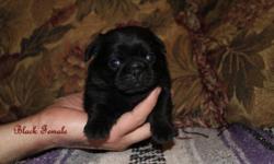 I have just one black female pug puppy left, she will have her bordertella vaccine soon, and her 4 way and worming when she is 6 weeks of age, she loves people and tries to play already, she is REAAAAALLL cute!  She loves the other dogs and my kids will
