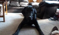 Max is a very loveable  One year old Black Lab. He is neutered and micro chiped. Due to circumstances beyond our control we need to find him a New Forever Home. Max needs a home that will provide him plenty of attention and excersice. He is very friendly