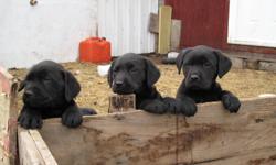 Purebred Black Lab Puppies
Get your puppy just in time for Christmas, 4 males left, delivery negotiable. $ 175.00
HIGH PRAIRIE Area. Call 780-751-2121 or Cell 780-523-9248