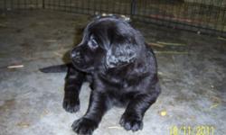 Black lab puppies for sale,  vet checked, all shots and dewormed, ready to go now, phone 778 475 4365. Vernon.
