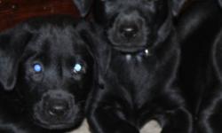 Purebred Parents, Non registered Pups
De-wormed and 1st shots (ready to go)
2 Females
Raised around children