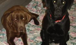 Pure Bred Lab Puppies for sale, the mom is a pure bred Black Lab which we mated with a registered Chocolate Lab, we have all Black Lab's.  Mom and dad have excellent temperment with kids, and are very gentle and quiet.   If you are interested ,please