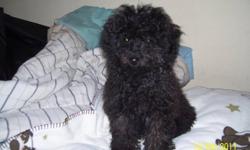 Female black mini poodle puppies. Very alert, happy and playful. House raised and crate trained. Have had 1st  and 2nd shots and dewormed. Ready to go. Mother and father in the home.