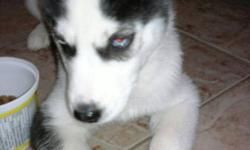 Blue eyes black and white husky puppy for sale.
Comes with his first shots, dewormed and puppy food.
He is available to be pick up.
