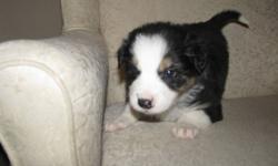 We Have 9 Beautiful Border Collie Puppies
Only 3 Boys are left, 2 Black and 1  Brown.
Will have first shots and dewormed.
Ready to go just in time for christmas.
Dec 22/11
Please call 780-402-2948
