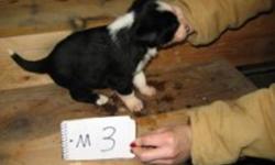 full blood border collie pups.  From working parents. will have first shot and be on dry food.