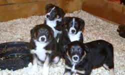 Border Collie Puppies for sale. Both parents are on site and both are registered. Very intelligent dogs with great personalities. Pups have been Vet checked, wormed and have had their first vaccination. There are currently three males and  two females