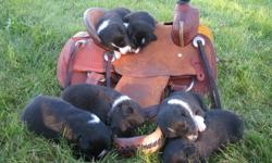 Border Collie Puppies for sale. 3 males and 3 females (1 female left). Bred to work. Sire is great cattle dog. Dam is herding, agility and flyball dog. Pups have lots of black.
 
Pups were born August 26th. Ready to go the end of October.
 
Includes vet