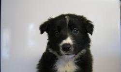Our Border Collie puppies were born on September 12th,2011.They will have their first needles,be vet checked  and be dewormed before being purchased.I will update my ad weekly(take pictures individually)due to the puppies changing constanly with their