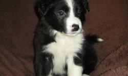 Our Border Collie puppies were born on September 12th,2011'.They will be vet checked, have their first needles and be dewormed before be being purchased.I will update my ad weekly(take pictures individually) due to the puppies changing their appearance