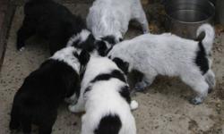 2 black and white with Irish ticking ? males
 
2 grey Irish ticking and black markings ? 1 male, 1 female
 
From foundation stock
 
6 weeks old, ready to go by middle of November
 
Have first shots, vet checked
 
For more information, please phone Rod