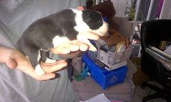 5 Pure Bred Border Collie puppies for sale
1 Female
4 Males
Comes with 1st set of shots and are dewormed
Ready to go Nov 15th
Please Contact: p_rumney@hotmail.com