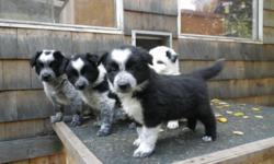 2 black and white with Irish ticking -- males
1 grey Irish ticking and black markings --  male
From foundation stock
10 weeks old, ready to go now
Have first shots, vet checked
Bottom  right picture is of the parents. Both parents can be seen with the