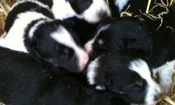 Hi I have Border Collie puppies for sale 4 females and 2 males coming from smart parents would be great around a farm.
This ad was posted with the Kijiji Classifieds app.