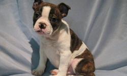 MINI BULLDOG PUPPIES
Beautiful MiniBull puppies
1 girl and 1 boy in the litter
 The father is a English Bulldog
 Mother is a Boston Terrier Grew up in a family environment their whole life, very well associated with children and other dogs. They are 10