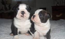 BOSTON TERRIER PUPS HOME RAISED   DAD  13 LBS MOM IS 16 LBS  BEAUTIFULL PUPS  EATING ROYAL CANINE PUPPY WILL BE VET CHECKED AND DEWORMED DEPOSIT WILL HOLD READY FOR FEBRUARY IF INTERESTED YOU MAY CALL 1 613 337 8521  BEAUTIFULL PUPS 2 BOYS AND 1 GIRL