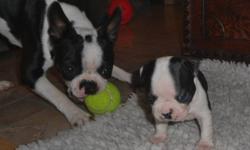 Boston Terrier puppies, born & bred, right here in NL. 
Boston Terriers are good natured, intellegent, & polite with a sence of humor:)
Male, or female available.
Although puppies are all purebred, none are registered CKC, or, AKC.
All puppies arrive to