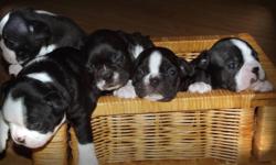 We have 5 Beautiful Boston Terrier Puppies. 2 Female and 3 Males. We are now taking deposits. We are asking $650.00. If any questions or to view the puppies. Please call 613-358-5955 or (text only) 613-867-6617. Please DO NOT email. Thanks