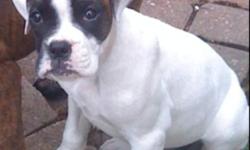 I have 1 boxer pup left, the price is firm as I have reduced to sell. She is white with brindle patches over her eyes. She is a sweetheart and would prefer a large yard and space to run. She was raised in my house with my family and 3 young children. Her