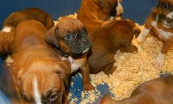 Dreamscape Kennels - CKC Reg'd Boxer Puppies for sale.
 
Flashy fawns, male and female. 
Microchipped, vet checked, and guaranteed.
Fabulous family pets and great with children.
 
For more information call 519-887-9511.  No e-mails please.