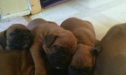 Pure bread boxer puppies for sale tails docked and in good health dewormed asking $600 for them 4 males left call 705-262-6841 or 705-221-4909 for more info
This ad was posted with the Kijiji Classifieds app.
