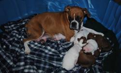 6 healthy pure bred boxer puppies. 4 gorgeous females and 2 handsome males. There are 3 fawn and white, 2 white with fawn and one special solid white girl. Mother is a registered female and Father is a reversal white with fawn spots. Both parents can be