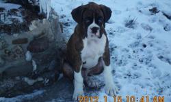 Available are 2 Fancy Brindle Boxer Pups... 1 male .... 1 female. Tails have been docked and dew claws removed. They have had their 1st set of shots and have been dewormed. Pups have been well socialized, are very playful and affectionate. The pups are
