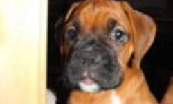 ONE BOXER PUPPY LEFT! Ready to go NOW!!!. HANDSOME MALE, BLACK MASKED. He has a great tempermant, very cute! Was asking $1,000 however, I want him to go to a loving home soon so I have reduced the price to $800. He gets lots of attention and outdoor