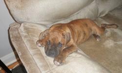 ONE ADORABLE MALE PURE BRED BOXER PUPPY LOOKING FOR A GOOD HOME. LAST PUPPY LEFT OUT OF A LITTER OF SEVEN. HE IS LIGHT BRINDLE, IS 13 WEEKS OLD AND READY TO GO NOW. HE HAS BEEN DEWORMED, HAS HAD HIS FIRST SET OF SHOTS, TAIL HAS BEEN CROPPED AND DU-CLAWS