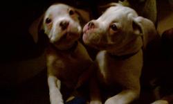 I have two white male boxers for 600.00 each.charlie is all white and rocky is all white with patch on his eye.....their tails are docked,first shots and worming x4 ....only serious inquire please....780 640 6193 or 780 999 6341 thank you....