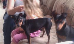 "Prince and Princess"
Pure breeding pair /all shots up to date
Female is 1 yrs old
Male is 1.5 yrs old
both are (Black 'N' Tan)
 
Male is a mini pin version  very tiny
 female is a small min pin
The pups are from their first litter and are gone but
the