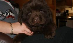 Puppy brown Newfoundland born 26 november redy for adoption january 22. 2 female and 4 males. I have 2 males to reserve. I live in Quebec but possible delivery by air.
I speak French but can translate into English with a translator.
Price 1200$ inclu