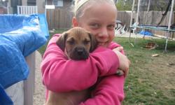 Hi!  I am Lulu!
I am a Bull Mastiff crossed with a Beagle.  I don't think I'm going to be a big girl....but I am sure BIG on love! I was found alone and abandoned in Pine Falls Mb.
I am being fostered with Winnipeg Pet Rescue Shelter and I am looking for