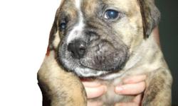 3 bullmastiff-vallybull cross puppys for sale. ready for jan 2, 600 dollers, first needles given. e mail angie for more details.