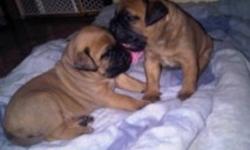 CKC Registered bullmastiff puppy.  Born October 16, 2011, ready for his new loving family December 11, 2011.  Both parents CKC and AKC Registered.  Only 1 male left.  Puppy will be CKC Registered, microchipped, needled, dewormed and comes with a 2 year