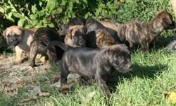 Perfect Bullmastiff puppies, $1000 Very strong blood lines in both the sire and dame, both on site. Great family pets, raised with children and other pets. Vet checked and dewormed.CKC Registered. For more information on the history of the parents and to