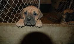 I have 3 female dark fawn beautiful Purebred Bullmastiff pups for sale.
Their parents are extremely gentle, protective of their family and excellent with kids!
They come with their first shots,deworming and a vet check health booklet.
Can deliver for no