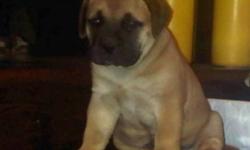 Bullmastiff Puppies, Beautiful pups that come from great blood lines, both parents on site. Amazing pups.$1200 For more info on the parent and pups visit www. niagarabullmastiffs.com  or call 905-515-2178