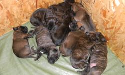 We have a litter of CKC Registered Bullmastiff puppies that arrived on Oct 15, and will be ready for their new homes on Dec 10. Both parents pictured, come from Champion bloodlines, and have been raised around children, cats, and other dogs. Pups will