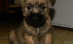 WE HAVE 6 STUNNING CAIRN PUPPIES READY TO GO THIS WEEKEND.  2 BOYS AND 4 GIRLS  (ONE FEMALE ONE MALE SOLD)  THESE CAIRN PUPPIES ARE WELL BRED WITH NO GENETIC PROBLEMS IN THEIR BACKGROUNDS.  THEY HAVE LOTS OF PERSONALITY AND ARE WAITING FOR THEIR RIGHT