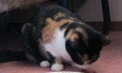 URGENT! Rescued Calico Kitten Needs Home
Rescued Calico Kitten
- Calico Kitten looking for a permanent home. This kitten was rescued and will be shy at first but is very friendly once you get to know her.
Please call 204 717 1157 will deliver to approved