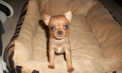 Darling Carlin Pinschers for sale. Born Oct.31 2011, will be ready for Christmas. The little pups are on solid food and water and have started house breaking.These puppies absolutely love to be held.They are very playful and great with my kids and the