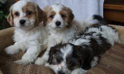 Cavachon
Cavalier King Charles Spaniel X Bichon
Now 11 weeks of age
Non shedding and Hypoallergenic
Family Friendly
Female is Tan and White $550
Male is Tricolour $650.00
WHY CHOOSE OUR CAVACHONS M and F
Peace of Mind:
 
We are reputable, experienced and
