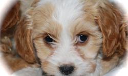 Cavachon
Cavalier King Charles Spaniel X Bichon
Now 10 weeks of age
Non shedding and Hypoallergenic
Family Friendly
WHY CHOOSE OUR CAVACHONS M and F
Peace of Mind:
 
We are reputable, experienced and licensed. We have so much confidence in the health of