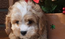Available January 12 or by Reservation
Cavachon F
Cavalier King Charles Spaniel X Bichon
Now 9 weeks of Age
First Shots and De-wormed
Vet Health Certified
Written Health Guarantee
Micro chipped
Ready for their new homes soon these Cavachons will be a